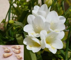 Pink White Anemone Flower Seeds for Planting Colorful Display Heirloom & GMO Free Seeds for Home Garden
 
 Sale for planting in home garden