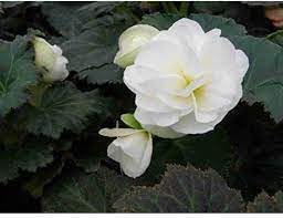 Begonia Seeds For Planting In Shade Gardens Flower