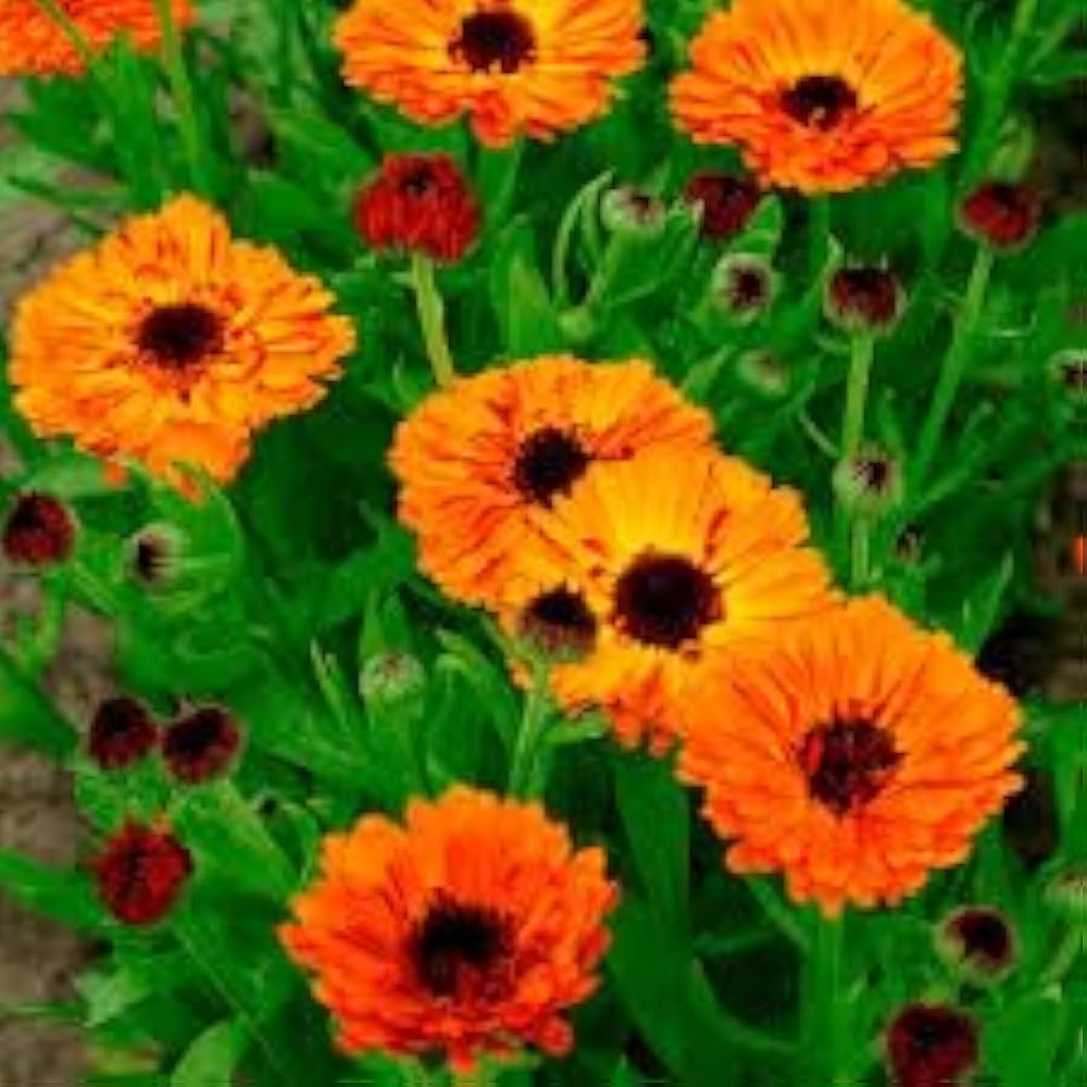 Calendula Seeds for planting in flower bed