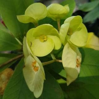 Green Euphorbia Milii Flower seeds for Planting - Cut Flower Favorite, Heirloom & GMO Free Seeds for Home Garden
 
 Sale seeds for planting in home garden