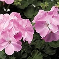 Pink Green Succulent Flower Seeds for Garden Shade Tolerant Heirloom & GMO Free Seeds for Home Garden
 
 Sale for planting in home garden