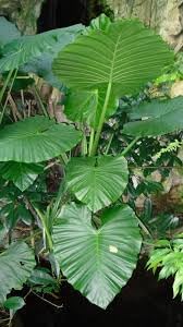 Alocasia Heirloom Non GMO Planting Flower seeds for Planting Shade Tolerant Heirloom & GMO Free Seeds for Home Garden 
 
 Sale for planting in home garden