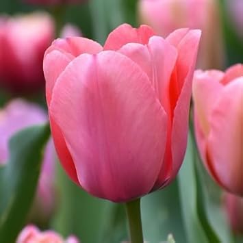Tulip (Tulip Flower) seeds for planting in home garden