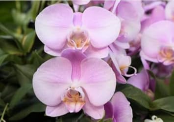 Baby Pink Phalaenopsis Orchid Flower seeds for Planting - Colorful Display, Heirloom & GMO Free Seeds for Home Garden
 
 Sale for planting in home garden.