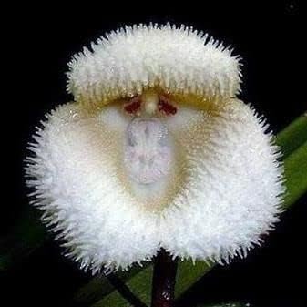 White Monkey Face Orchid Flower seeds for Planting - Fragrant Blossoms, Heirloom & GMO Free Seeds for Home Garden
 
 Sale for planting in home garden.