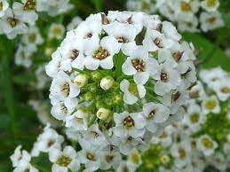 Lobularia Flower seeds for Planting Shade Tolerant Heirloom & GMO Free Seeds for Home Garden 
 
 Sale for planting in home garden