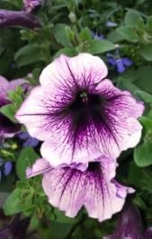 Pink Carnosa Flower Seeds for Planting Premium Quality Heirloom & GMO Free Seeds for Home Garden
 
 Sale for planting in home garden