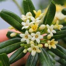 Pittosporum Tobira Flower seeds for Planting - Cut Flower Favorite, Heirloom & GMO Free Seeds for Home Garden
 
 Sale for planting in home garden.