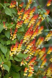 Mina Lobata Flower seeds for Planting Bright Blooms Heirloom & GMO Free Seeds for Home Garden 
 
 Sale for planting in home garden