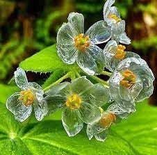 Skeleton Flower seeds for Planting - Drought Tolerant, Heirloom & GMO Free Seeds for Home Garden
 
 Sale seeds for home garden