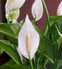 Peace Lily Flower seeds for Planting - Drought Tolerant, Heirloom & GMO Free Seeds for Home Garden
 
 Sale seeds for home garden
