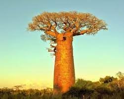 Baobab Adansonia Digitata Tree Seeds For Planting Majestic Growth Plant Seeds