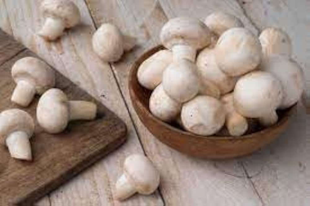 Mushroom Agaricus Bisporus Seeds for planting in kitchen garden