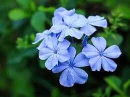 Violet Aubrieta Cultorum Flower Seeds for Planting Bright Blooms Heirloom & GMO Free Seeds for Home Garden
 
 Sale for planting in home garden