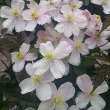 Baby Pink Clematis Flower seeds for Planting Container Friendly Heirloom & GMO Free Seeds For Home Garden 
 
 Sale for planting in home garden