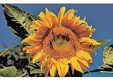 Sunrich Gold Sunflower Seeds - Premium Planting For Vibrant Gardens Plant Seeds