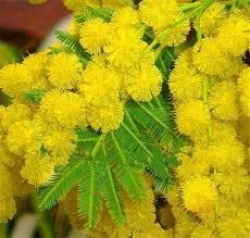 Mimosa Flower seeds for Planting - Sun Loving, Heirloom & GMO Free Seeds for Home Garden
 
 Sale seeds for home garden