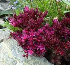 Sedum Spurium Flower seeds for Planting - Easy to Grow, Heirloom & GMO Free Seeds for Home Garden
 
 Sale seeds for home garden