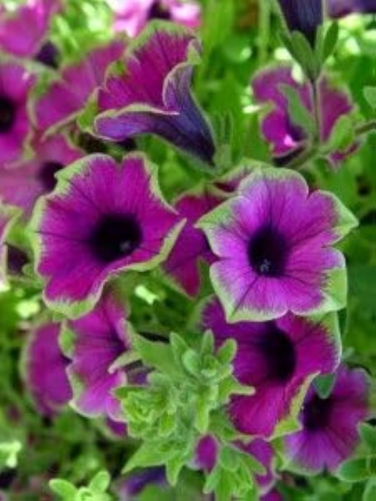 Star Petunia Pink Flower Seeds For Planting - Bright Blooms Your Garden