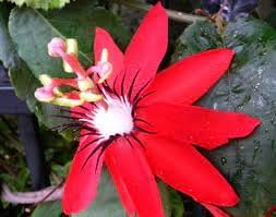 Passione Flower seeds for Planting Shade Tolerant Heirloom & GMO Free Seeds for Home Garden 
 
 Sale for planting in home garden