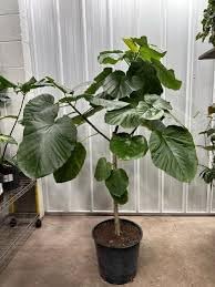 Cyphomandra Flower seeds for Planting - Pollinator Friendly, Heirloom & GMO Free Seeds for Home Garden
 
 Sale for planting in home garden.