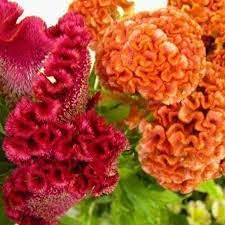Celosia Flower seeds for Planting - Long Bloom Season, Heirloom & GMO Free Seeds for Home Garden
 
 Sale seeds for home garden