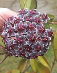Purple Hoya Flower seeds for Planting All Season Planting Heirloom & GMO Free Seeds For Home Garden 
 
 Sale for planting in home garden