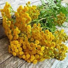 Heirloom Tansy Flower seeds for Planting Bright Blooms Heirloom & GMO Free Seeds for Home Garden 
 
 Sale for planting in home garden