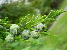 Pendula Chamaecyparis Nootkatensis Flower seeds for Planting - Easy to Grow, Heirloom & GMO Free Seeds for Home Garden
 
 Sale seeds for home garden