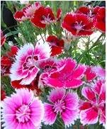 Mixed Colour Double Petunia Seeds for Planting Heirloom NONGMO Flower Seeds Vibrant Garden Blooms 
 
 Sale for planting in home garden