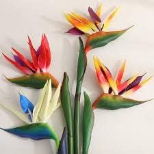 Exotic Strelitzia Flower Seeds Mix For Planting