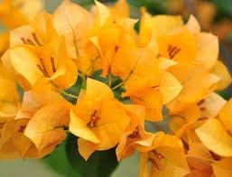 Pink Blue Puya Flower Seeds for Planting – Sun Loving Heirloom & NonGMO Seeds for Home Garden
 
 Sale for planting in home garden