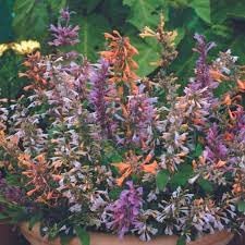 Agastache Flower seeds for Planting Compact Growth Heirloom & GMO Free Seeds for Home Garden 
 
 Sale for planting in home garden