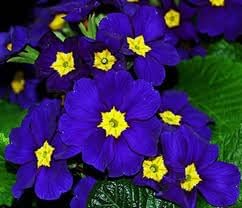 Blue Evening Primrose Flower Seeds For Planting In Night Gardens