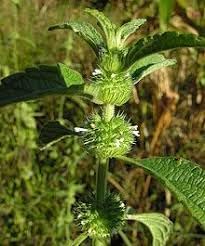 Hyptis Flower seeds for Planting - Sun Loving, Heirloom & GMO Free Seeds for Home Garden
 
 Sale seeds for planting in home garden