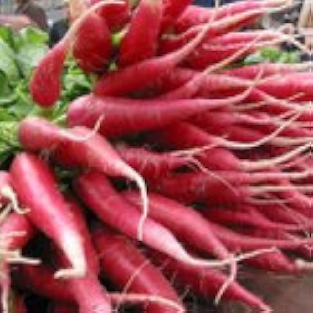 China Rose Ravanello for planting in vegetable patch