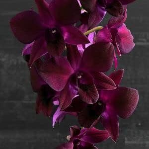 Pale Pink Carnation Flower Seeds Shade Tolerant Heirloom & GMO Free Seeds for Home Garden
 
 Sale for planting in home garden