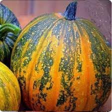 Multi-Colored Pumpkin Seeds For Planting - Vibrant Variety Vegetable Seeds