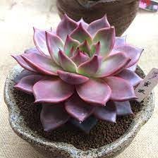 Blue & Purple Succulent Flower Seeds For Planting - Easy Grow Garden