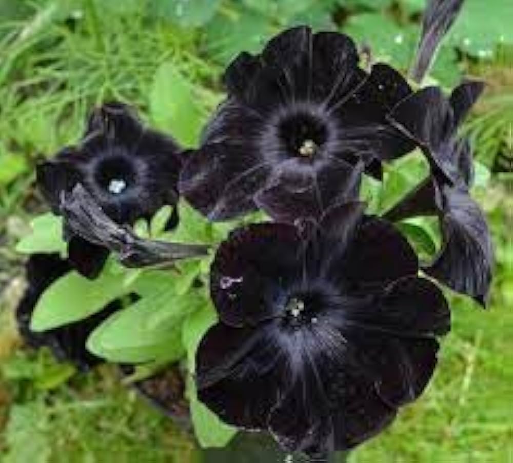 Black Petunia Flower Seeds For Planting - Embrace The Bold Beauty Of Dark Petunias In Your Garden