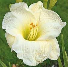 Pink White Fuchsia Flower Seeds Garden Favorite Heirloom & GMO Free Seeds for Home Garden
 
 Sale for planting in home garden