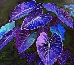 Dark Blue Caladium Flower seeds for Planting - Colorful Display, Heirloom & GMO Free Seeds for Home Garden
 
 Sale seeds for home garden