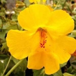 Yellow Erythranthe Flower seeds for Planting - Wildflower Mix, Heirloom & GMO Free Seeds for Home Garden
 
 Sale for planting in home garden