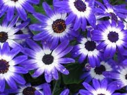 Heirloom Senetti Pericallis Flower seeds for Planting Shade Tolerant Heirloom & GMO Free Seeds for Home Garden 
 
 Sale for planting in home garden