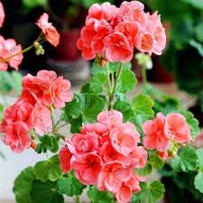 Pale Pink Pelargonium Hortorum Flower seeds for Planting - Drought Tolerant, Heirloom & GMO Free Seeds for Home Garden
 
 Sale seeds for planting in home garden