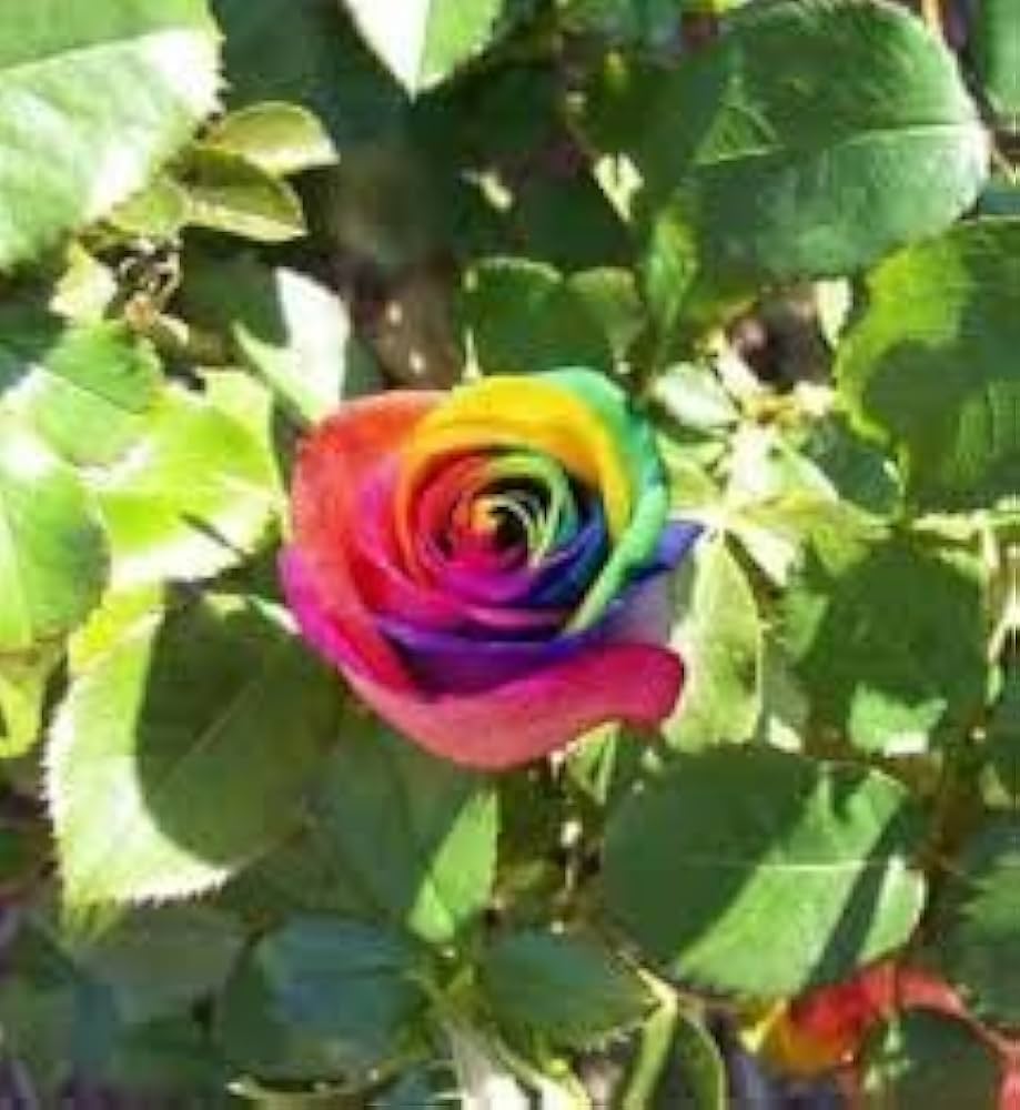 Rainbow Rose Rosa spp. Seeds for planting in flower bed
