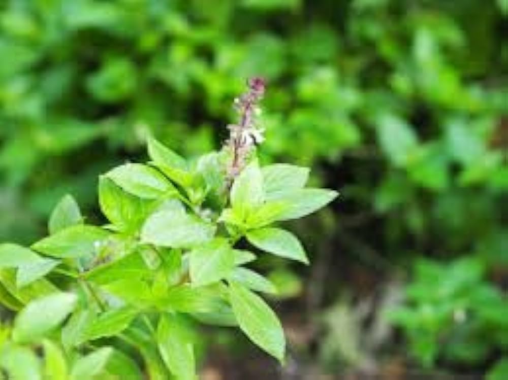 Holy Basil Ocimum tenuiflorum for planting in herb bed
