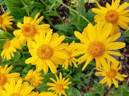 Fresh Arnica Flower seeds for Planting - Bright Blooms, Heirloom & GMO Free Seeds for Home Garden
 
 Sale seeds for planting in home garden