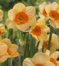 Green Hibiscus Flower Seeds for Planting Wildflower Mix Heirloom & GMO Free Seeds for Home Garden
 
 Sale for planting in home garden