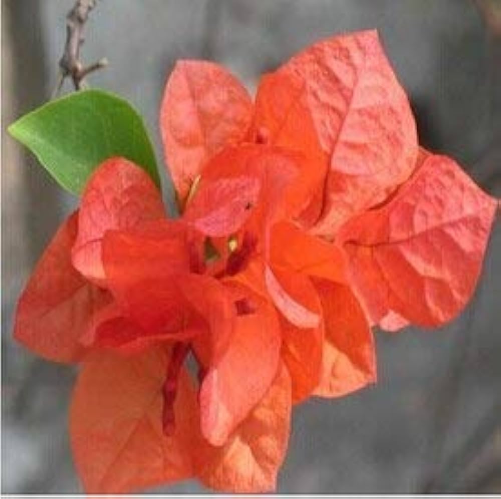 Bougainvillea Bougainvillea spp. Seeds for planting in flower bed